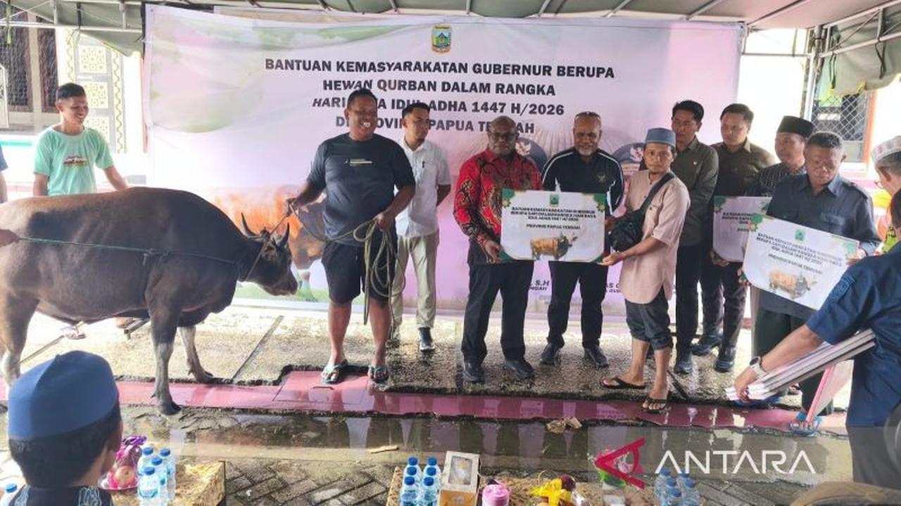 Pemprov Papua Tengah Salurkan 26 Sapi Kurban Jelang Idul Adha, Wujud Kepedulian Sosial