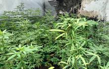 Potret Mengejutkan Rumah Kontrakan di Jombang Disulap Jadi Kebun Ganja, Polisi Ungkap Awal Mula Terbongkarnya