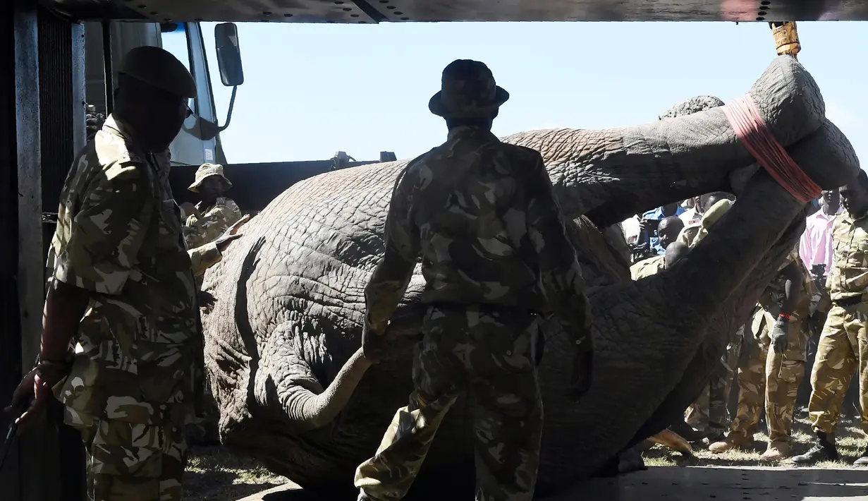 Proses pemindahan puluhan gajah di Lamuria, Nyeri, Kenya, Rabu (21/2). Selain terancam oleh pemburu, gajah-gajah ini juga sering berkonflik dengan para petani yang merasa tanaman mereka dirusak. (AFP PHOTO/SIMON MAINA)