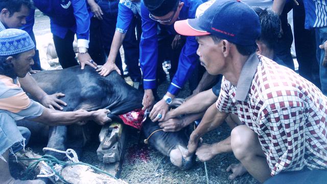 Virus Jembrana Teror Hewan Ternak Di Kuansing Regional Liputan6 Com
