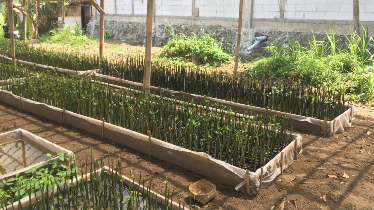 Hari Mangrove Sedunia, Cilacap Kini Punya Rumah Pembibitan Berbasis IoT