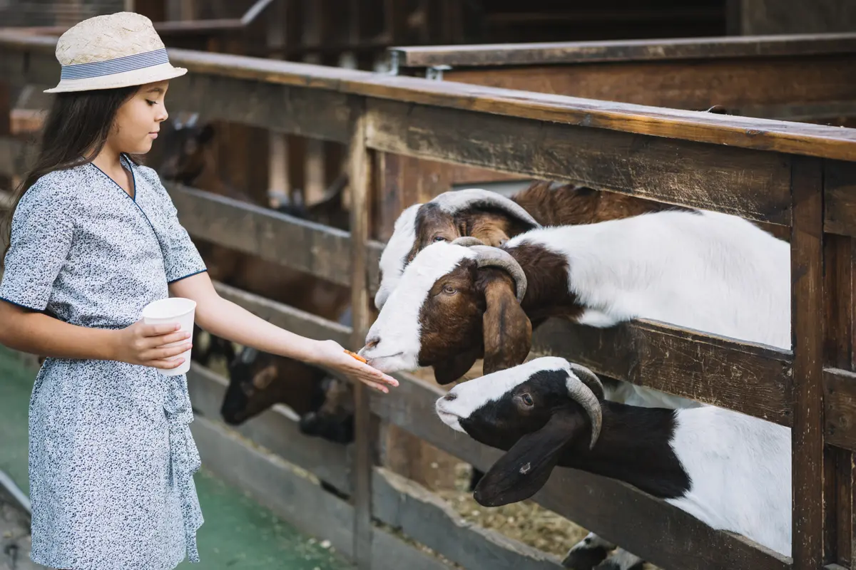 Ilustrasi kandang kambing (Foto: freepik)