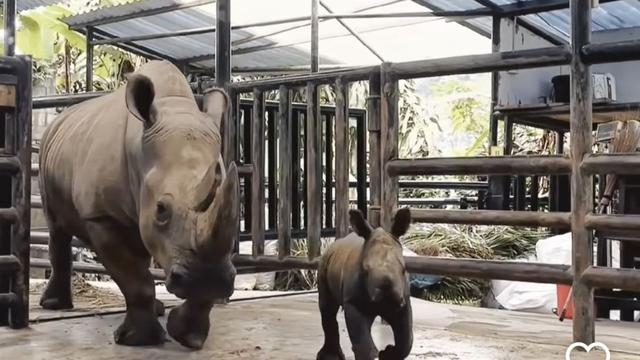 Bayi Badak Putih Afrika di Taman Safari Bogor Diberi Nama Ramadani Jumat Agung.