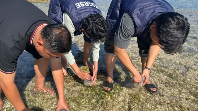 9.000 ekor benih lobster dengan nilai ditaksir mencapai Rp1,3 miliar disita Satreskrim Polres Pesisir Barat dan dilepasliarkan kembali.