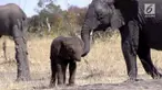 Seekor bayi gajah di Taman Nasional Kruger tidak memiliki belalai diduga belalai hilang diterkam buaya.
