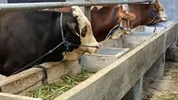 Cara Membuat Pakan Sapi Ternak Agar Cepat Gemuk, Bisa Capai Bobot 400 Kg Waktu 5 Bulan