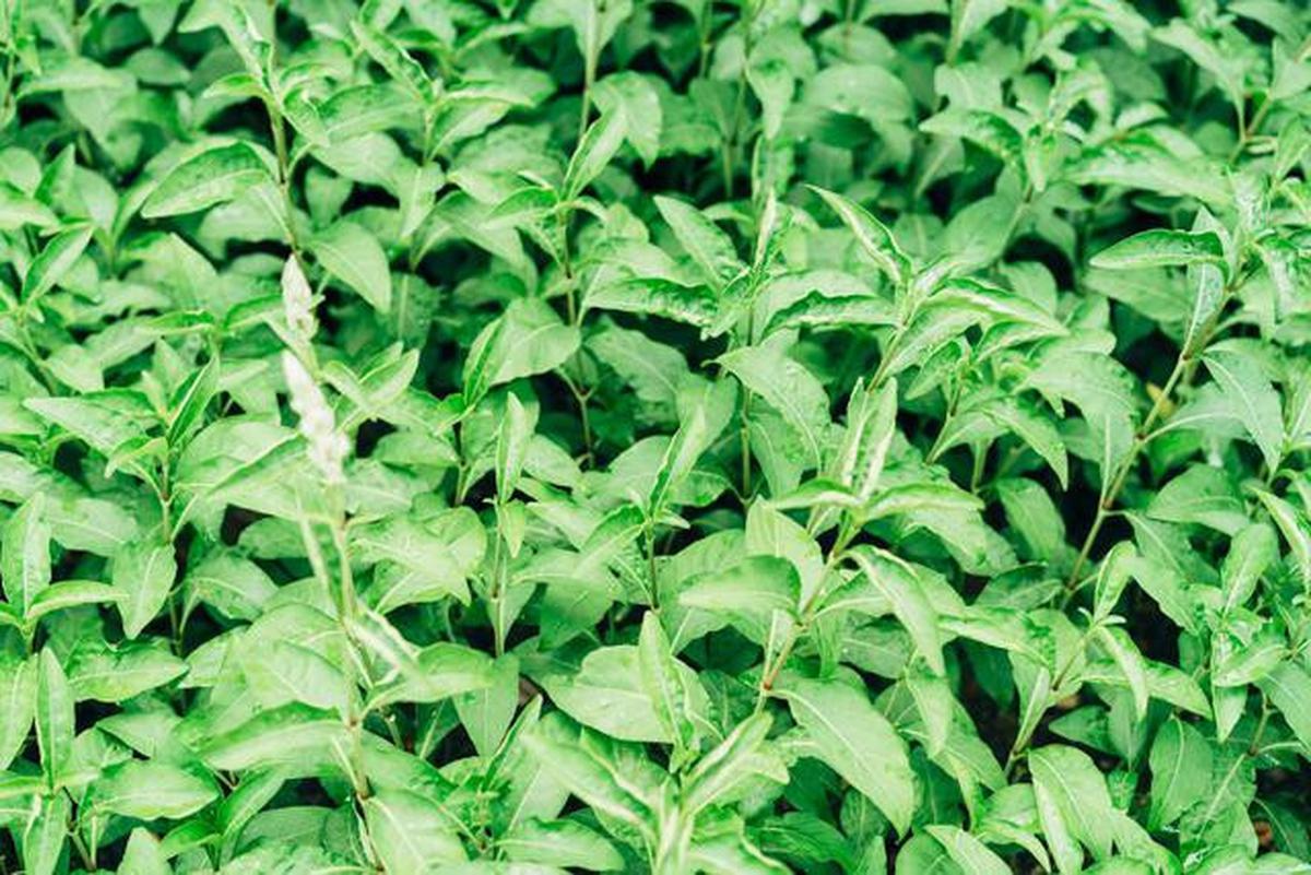 Resep Sayur Bening Daun Katuk yang Sehat dan Lezat untuk Keluarga