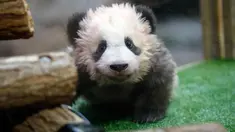 Ekspresi anak panda berusia 4 bulan bernama "Yuan Meng" saat Upacara pemberian nama untuknya di Kebun Binatang Beauval, Prancis (4/11). Yuan Meng memiliki arti "realisasi sebuah harapan" atau "pencapaian mimpi". (AP Photo/Thibault Camus, Pool)