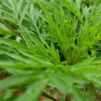Daun Kenikir (Credit: Isaac Caires/Pexels).