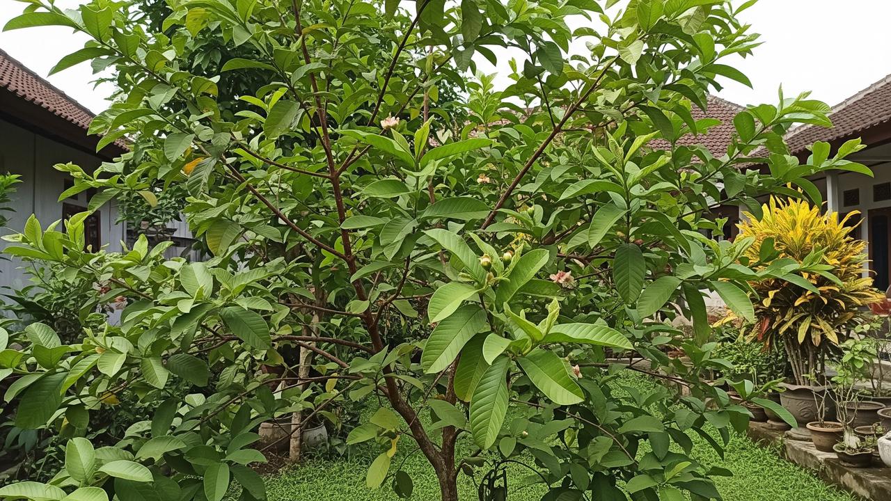 Pohon Jambu Biji Tidak Kunjung Berbuah