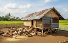 7 Cara Praktis Beternak Bebek Petelur dengan Kandang Bambu & Seng Bekas