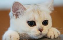 Jenis Makanan Anak Kucing Baru Lahir, Berikan Ini