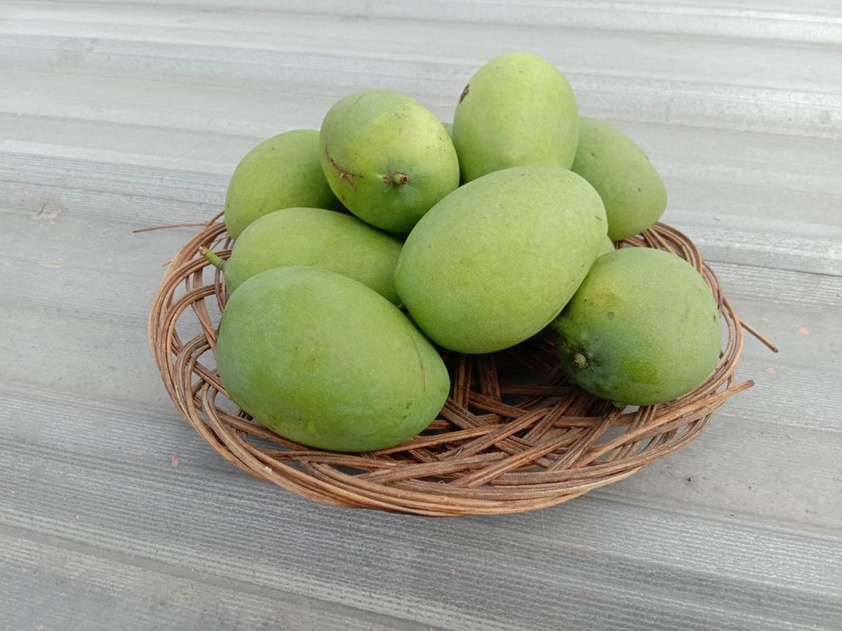 Sering Makan Mangga Muda? Ini Berbagai Manfaat yang Bisa Didapatkan