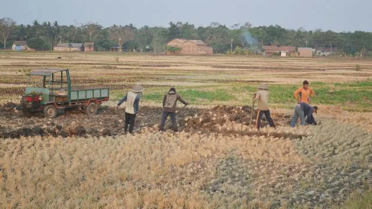 Sawah kering