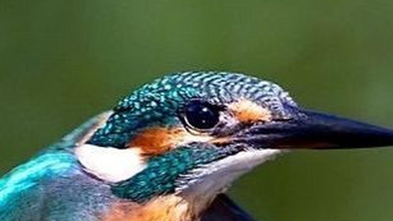 13. Burung Pekakak