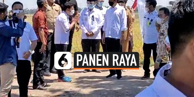 VIDEO: Presiden Jokowi Ikut Panen Raya di Indramayu