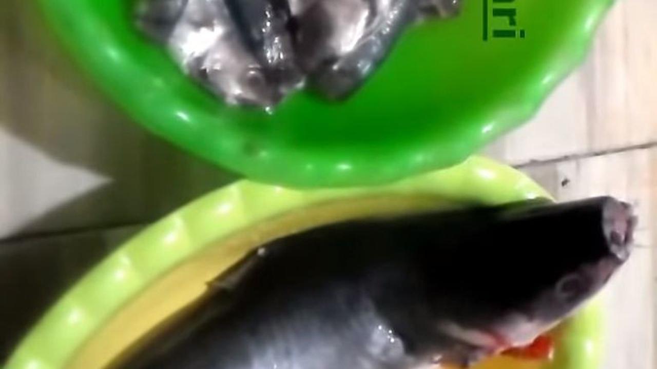 Hanya dengan Satu Bahan, Ini Tips Netralkan Formalin pada Ikan Segar