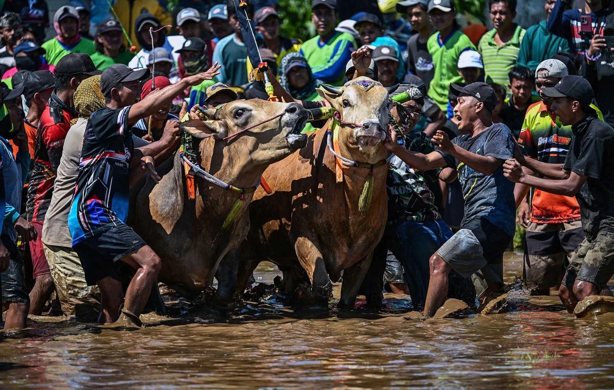 FOTO: Festival Sapeh Brujul  Tampilkan Karapan Sapi di Sawah Berlumpur