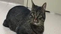 Vincent, Si Kucing Bahagia Penerima Kaki Palsu