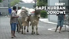 Presiden Joko Widodo atau Jokowi memberikan sapi kurban seberat 1 ton kepada warga Kulonprogo, Daerah Istimewa Yogyakarta (DIY).