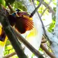 Banyak syarat yang harus diikuti agar bisa menyaksikan keindahan si burung surga, cenderawasih, langsung di sarangnya, di pedalaman Tambrauw, Papua Barat. (dok. Kementerian Pariwisata/Dinny Mutiah)