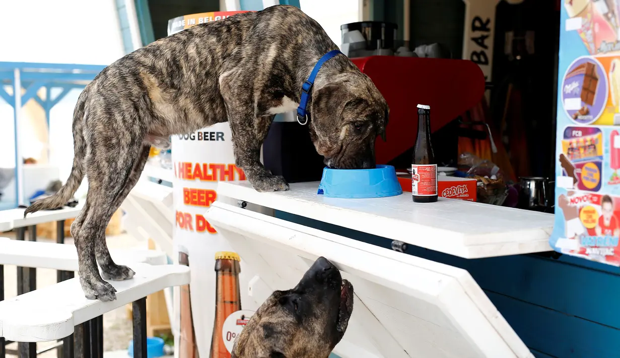Seekor anjing saat menikmati makanannya saat berada di pantai anjing dan bar di Crikvenica, Kroasia, (12/7). Pantai ramah anjing ini, menawarkan es krim, anjing dan makanan ringan untuk anjing. (REUTERS/Antonio Bronic)