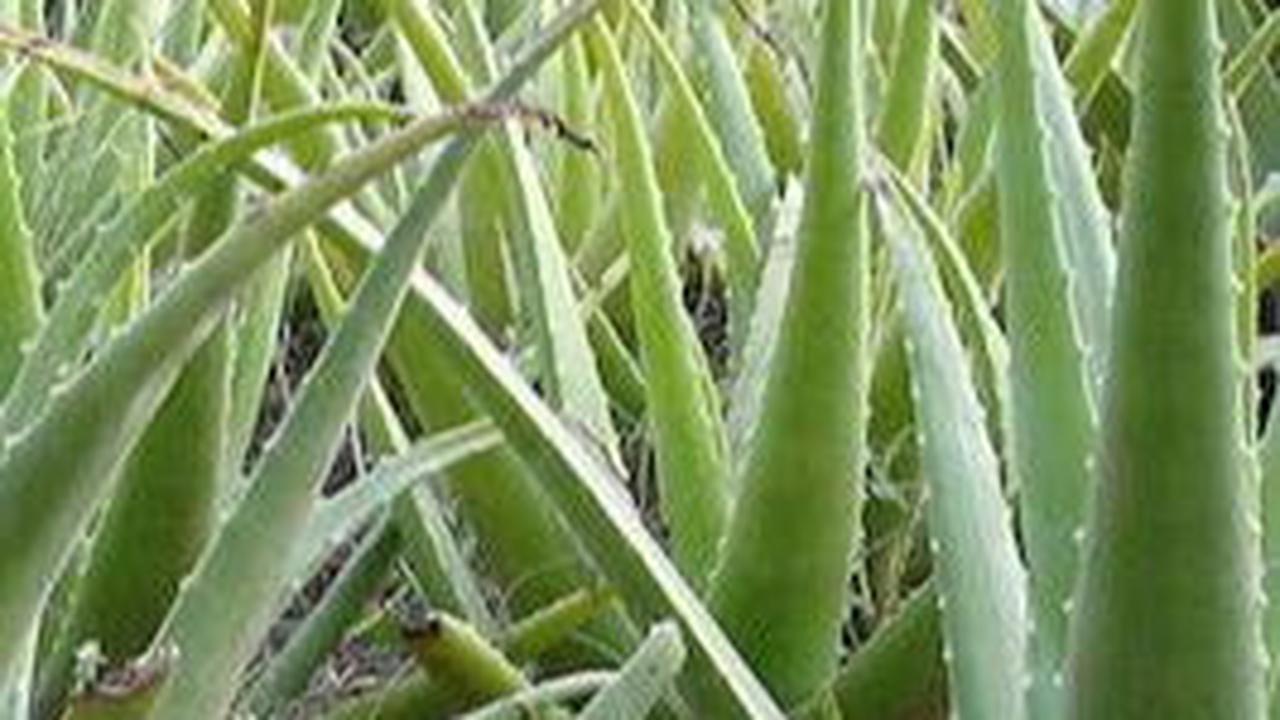 Aloe Barbadensis Miller