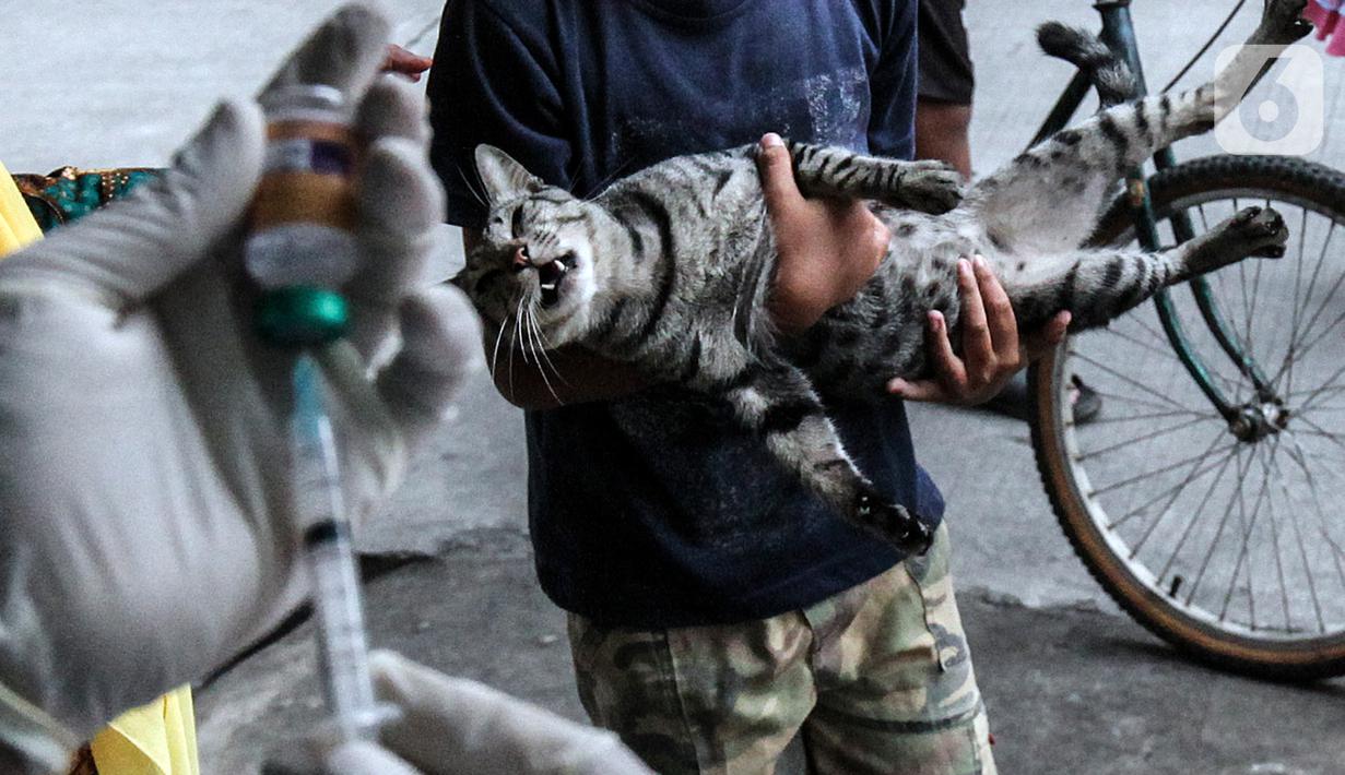 Dokter hewan dari Dinas Ketahanan Pangan dan Pertanian menyiapkan vaksin rabies untuk seekor kucing di Jakarta, Rabu (27/10/2021). Vaksin rabies untuk hewan peliharaan warga ini merupakan program Pemda untuk menjadikan kota Jakarta menjadi ramah hewan atau tanpa rabies. (Liputan6.com/JohanTallo)