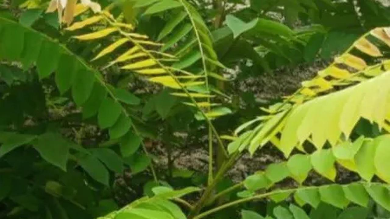 Tak Hanya Buahnya yang Segar, Daun Belimbing Wuluh Juga Memiliki Banyak Khasiat Untuk Tubuh