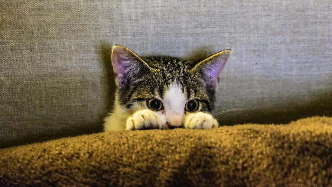 Apakah Kucing Adalah Cairan (Likuid)?