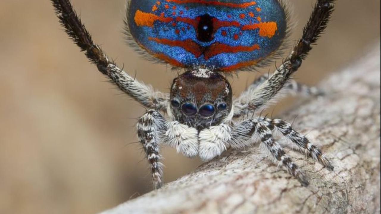 <b>Flying Peacock Spider (Maratus volans)</b>