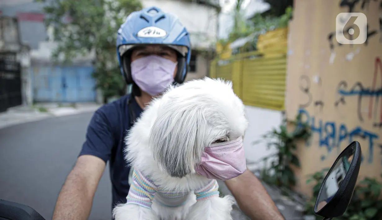 Seorang warga membawa anjing peliharaannya yang menggunakan masker di Jakarta, Selasa (12/5/2020). Masker yang dipasangkan oleh pemiliknya tersebut untuk melindungi anjing dari polusi udara serta mengantisipasi tertular virus corona COVID-19. (Liputan6.com/Faizal Fanani)