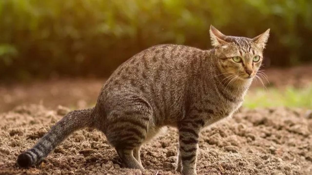 ilustrasi kucing