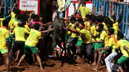 Para peserta mencoba menaklukkan seekor banteng di festival tahunan menjinakkan banteng, Jallikattu, di Desa Avaniyapuram di pinggiran Madurai, Negara Bagian Tamil Nadu, India, Rabu (15/1/2020). Festival yang digelar setiap Januari itu ditujukan untuk menandai panen musim dingin. (Xinhua/Stringer)