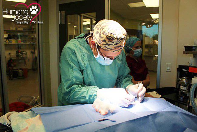 Bart saat di jahit lukanya oleh dokter | foto: copyright humanesocietytampa.org