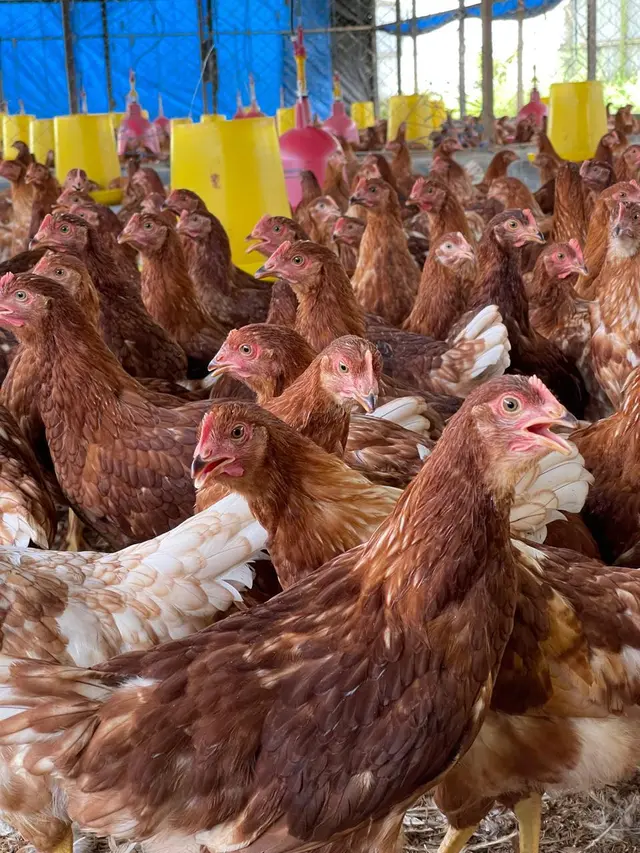 Peternakan ayam petelur di kawasan Peternakan Sapi Terpadu (Pesat), Sangatta, Kutai Timur.
