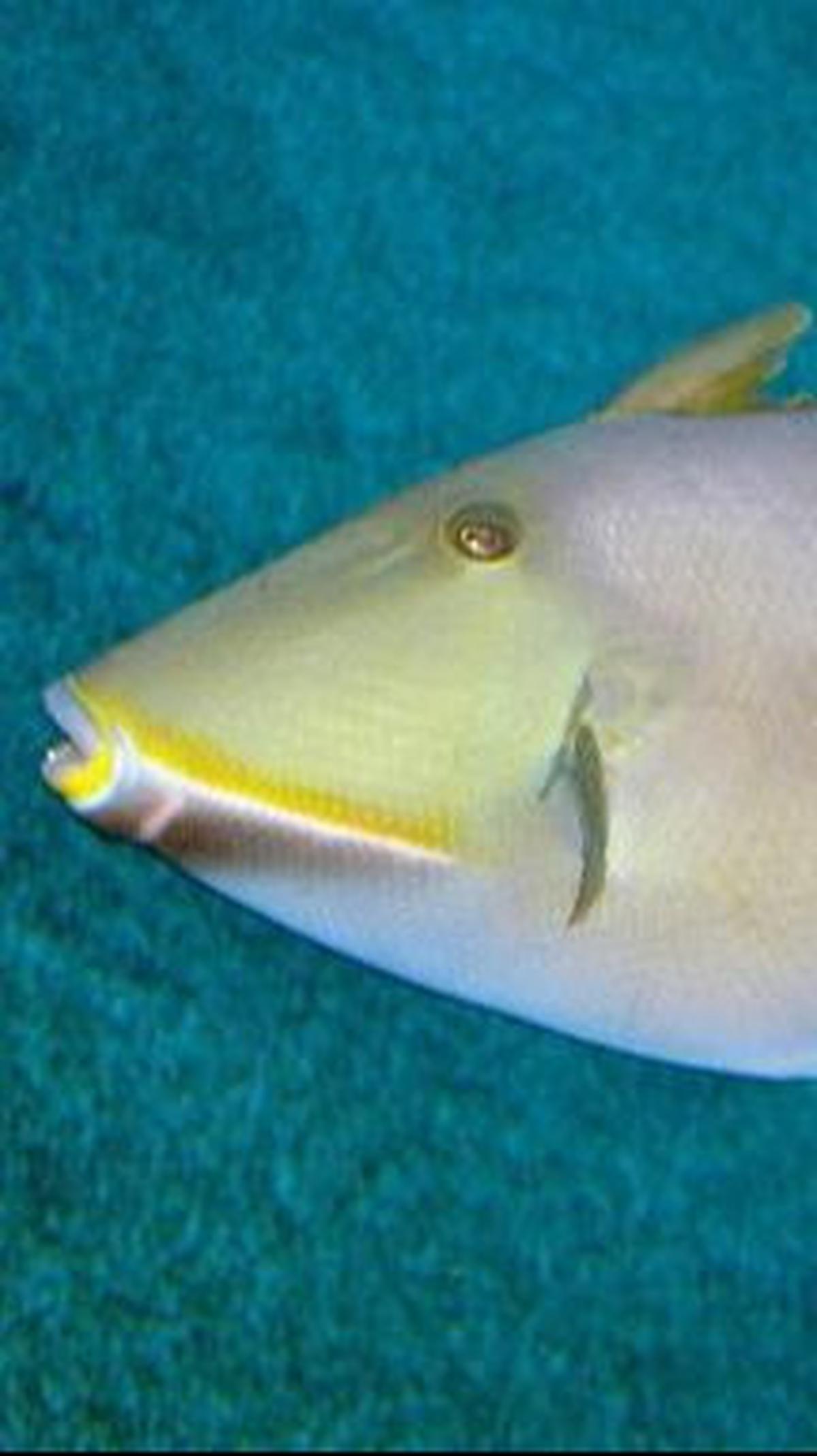 5. Triggerfish (Balistidae)<br>