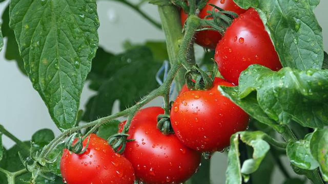 18 Makanan Sumber Kolagen yang Bikin Kulit Awet Sehat