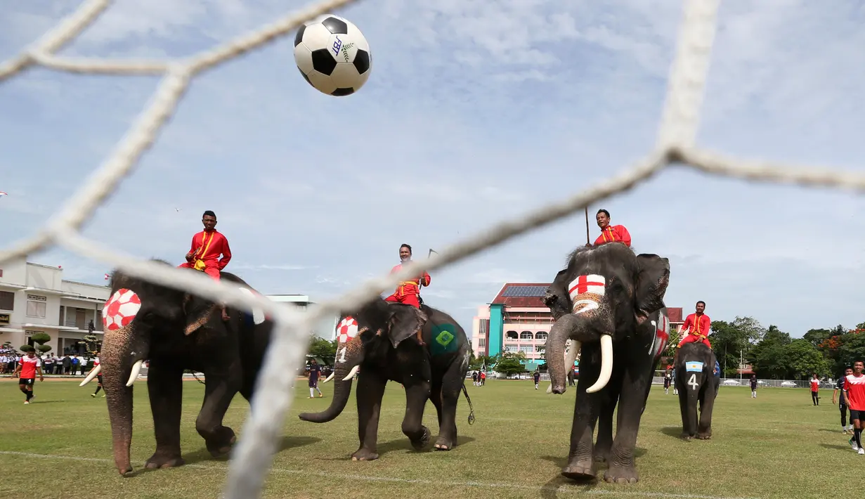 Gajah melakukan tendangan ke gawang tim Ayutthaya Wittayalai School selama pertandingan di Provinsi Ayutthaya, Thailand, Selasa (12/6). Acara ini juga sebagai kampanye mengurangi maraknya judi selama Piala Dunia berlangsung. (AP Photo/Sakchai Lalit)