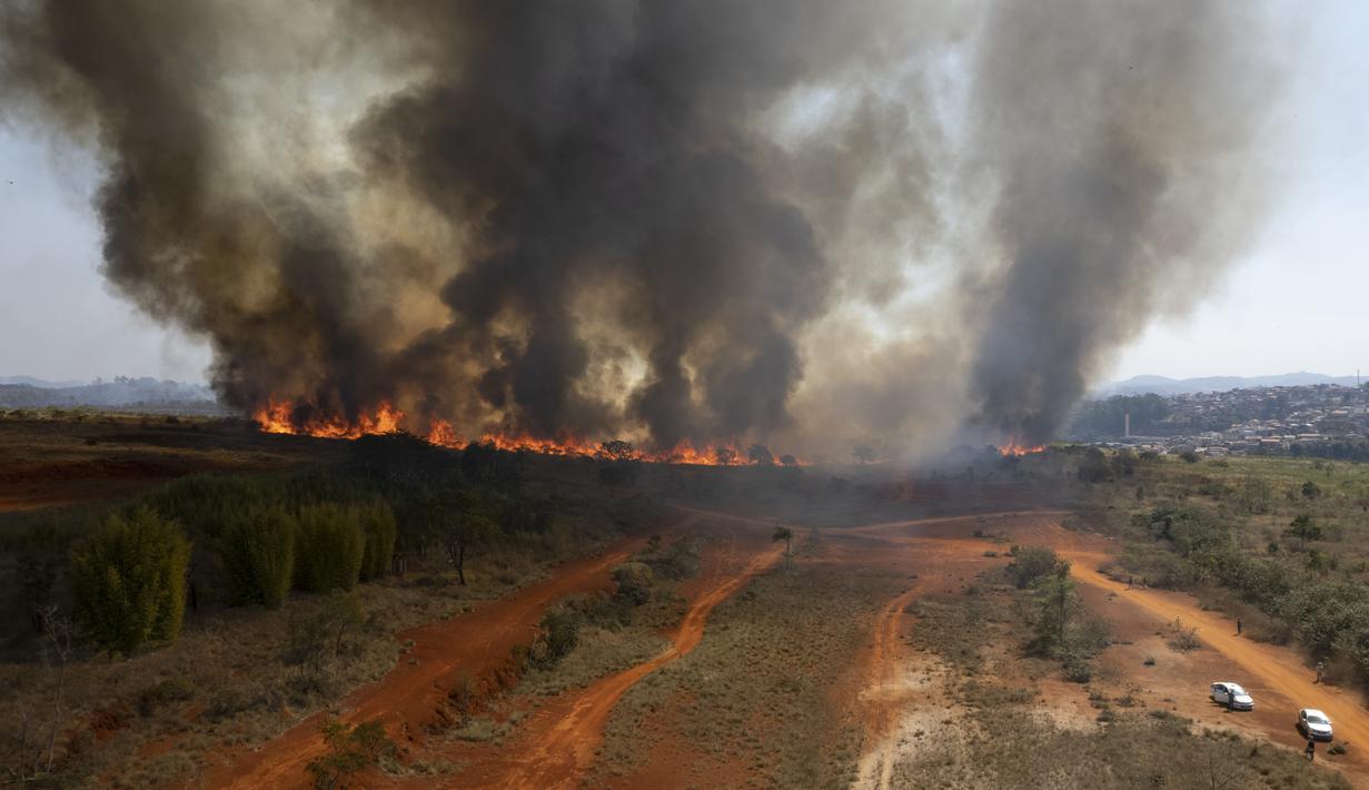 Kebakaran menghanguskan sebagian Taman Juquery di Franco da Rocha, wilayah Sao Paulo, Brasil, Senin (23/8/2021). Menurut Departemen Pemadam Kebakaran, kebakaran akibat sebuah balon udara panas kertas ilegal yang mendarat memicu dan menghancurkan lebih dari setengah dari taman. (AP/Andre Penner)