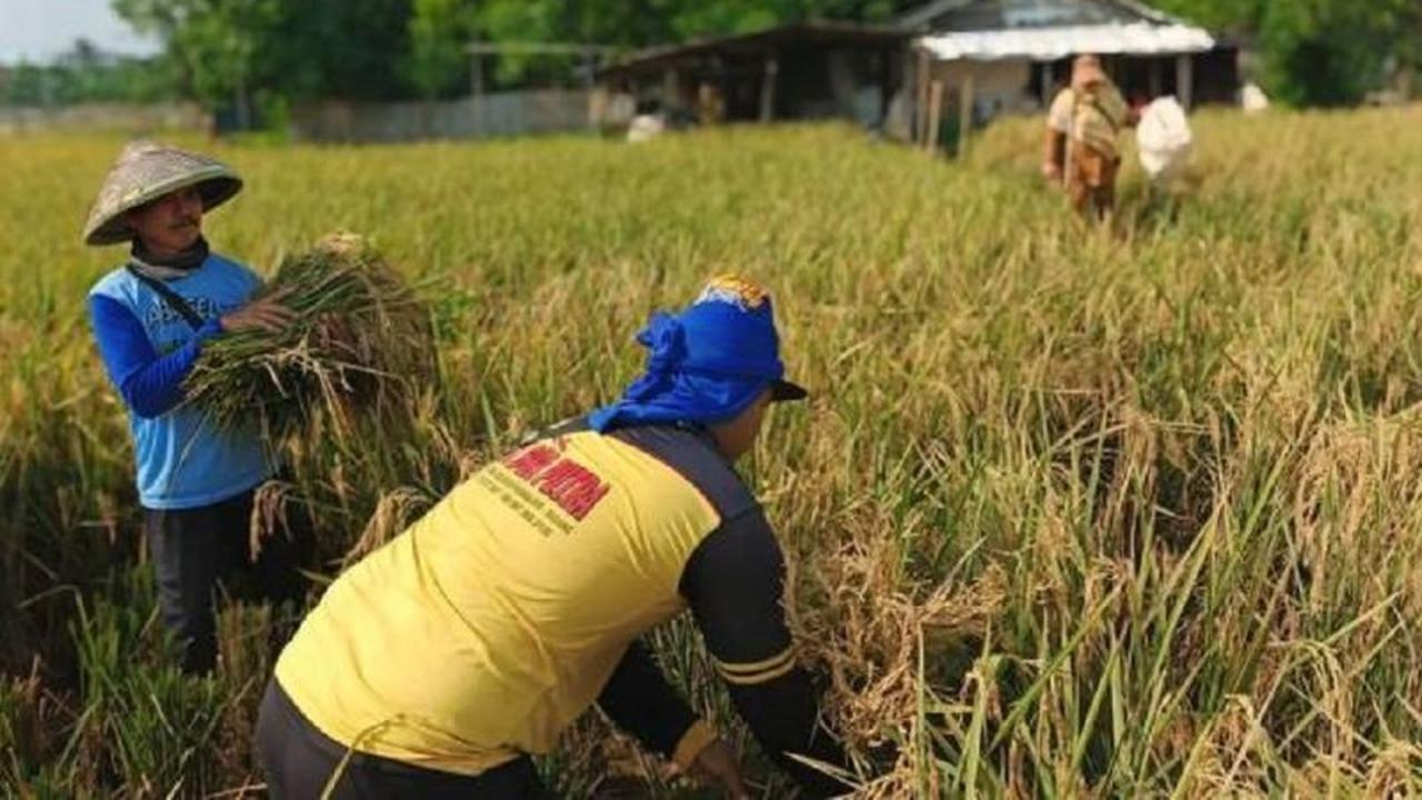 DKP Kota Tangerang Pacu Target Produksi Gabah Tangerang Lebih dari 1.600 Ton