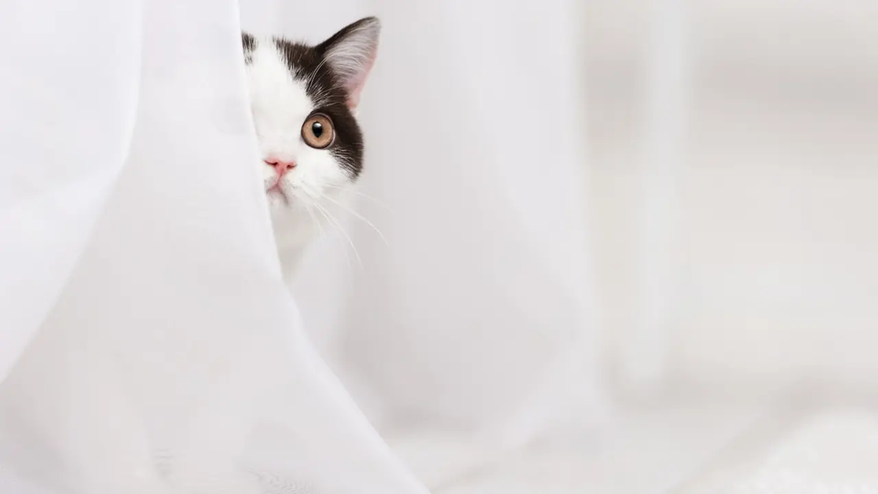 3 Tempat Favorit Kucing Pemalu