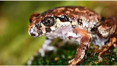 Penelitian tentang katak ini dimulai sejak tahun 2014 dan masih berlangsung hingga saat ini.