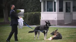 Champ (kanan) dan Major, anjing milik Presiden Joe Biden terlihat di South Lawn Gedung Putih di Washington, Rabu (31/3/2021). Major kembali menggigit seseorang di Gedung Putih, beberapa hari setelah kembali dari pelatihan di Delaware menyusul insiden serupa awal bulan ini. (Mandel Ngan/Pool via AP)