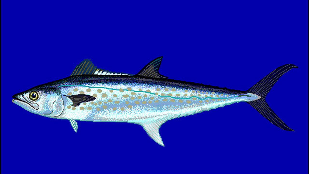 4. Ikan Tenggiri