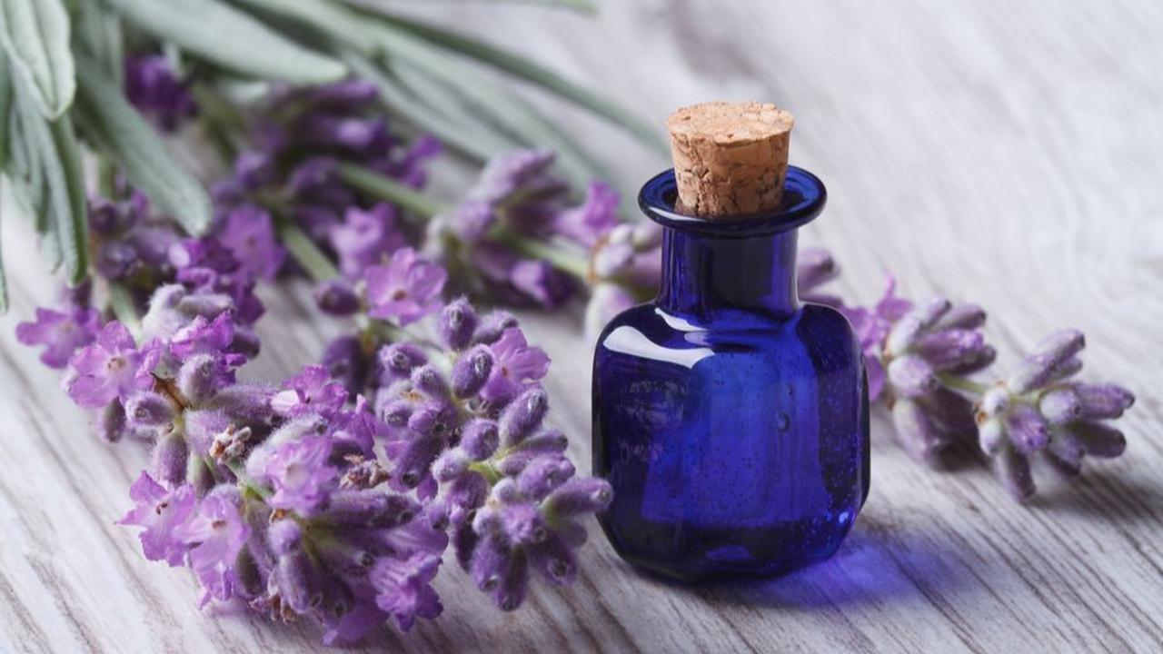 7. Lavender: Aroma yang Menenangkan