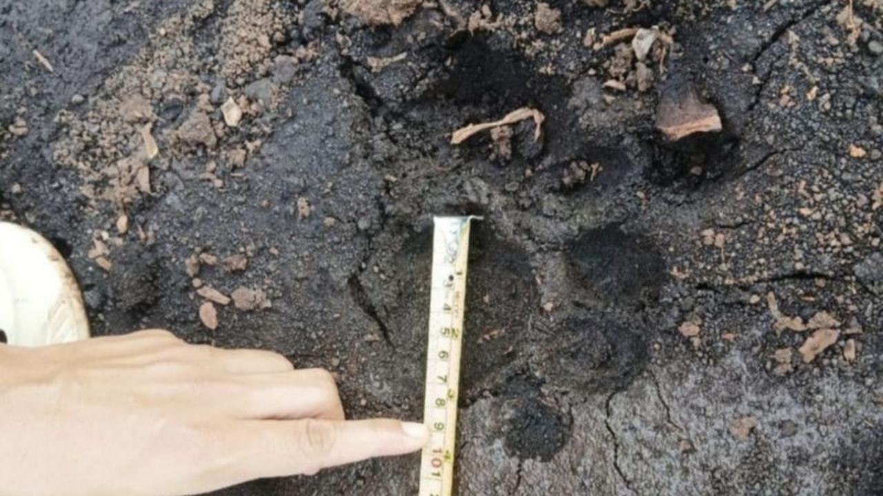 Penemuan Jejak Harimau Sumatera Riau di Siak, Warga Diimbau Waspada Konflik Satwa Liar