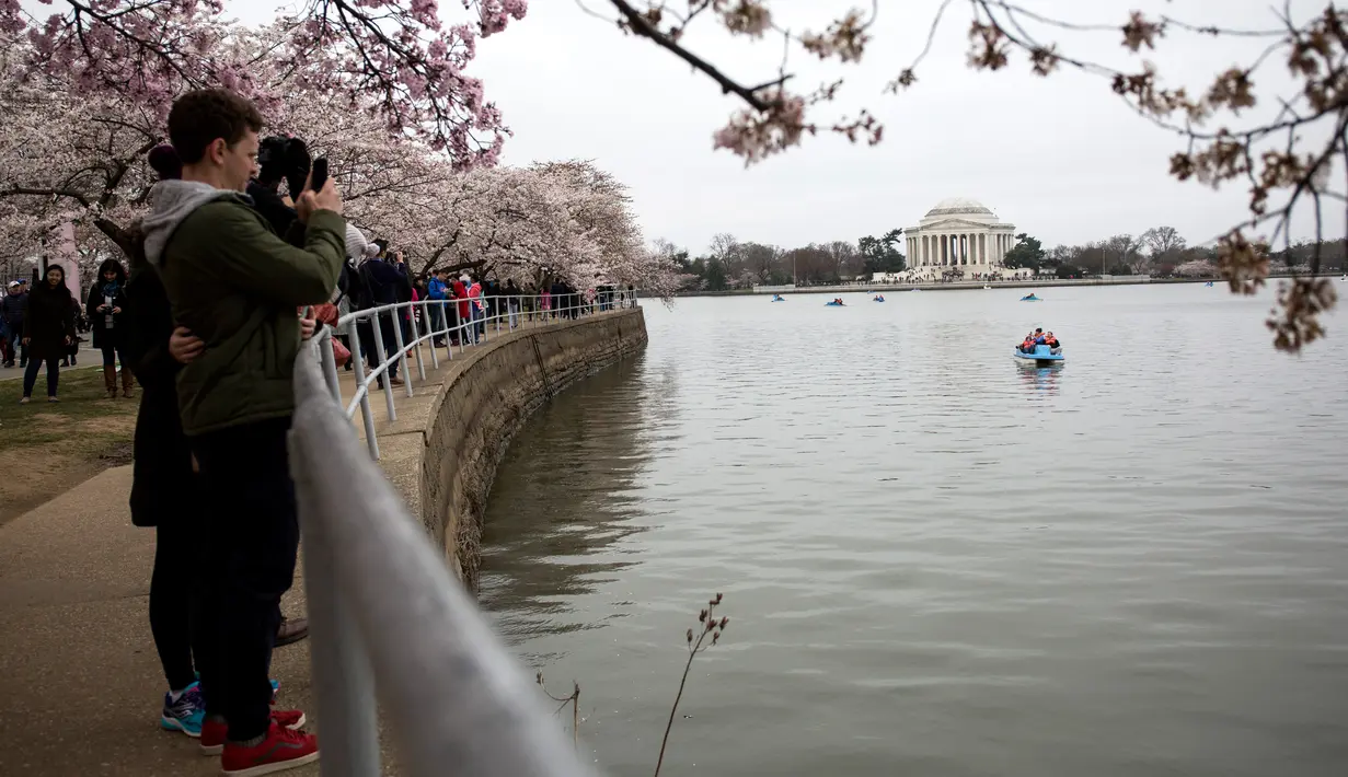 Warga terlihat mengabadikan gambar saat menikmati musim semi bunga sakura di Washington DC, AS (26/3). Selain Jepang, Washington memiliki kebun bunga sakura yang bersemi akhir Maret hingga Juni. (AFP Photo / Zach Gibson)