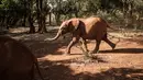 Gajah yatim piatu berjalan di panti asuhan gajah David Sheldrick Wildlife Trust di Nairobi, Kenya, 12 Maret 2019. Perburuan liar gajah dewasa untuk diambil gadingnya, membuat banyak bayi dan anak gajah ditinggalkan induk mereka. (Yasuyoshi CHIBA/AFP)