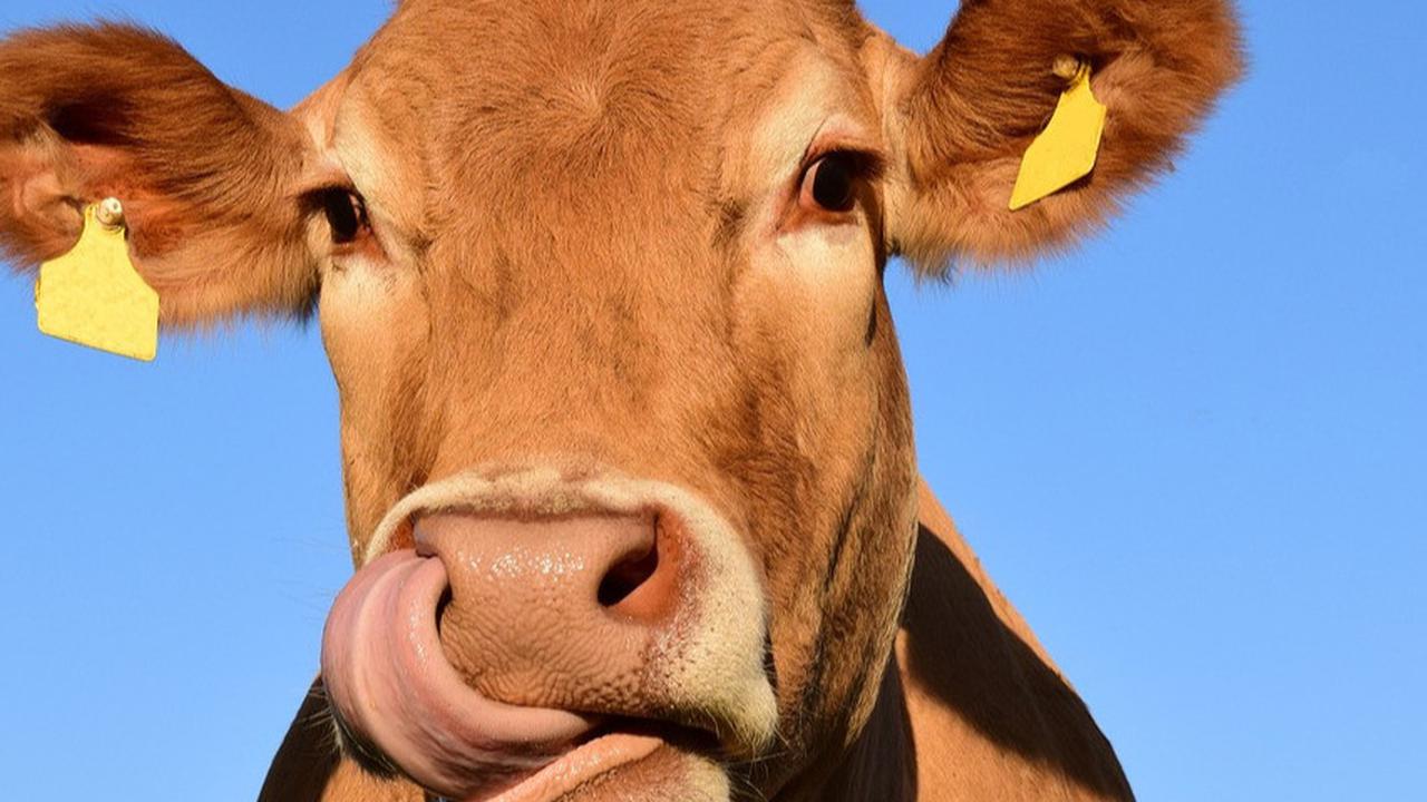 Ilustrasi sapi (pixabay)